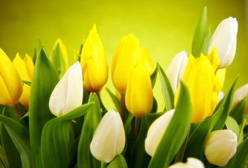 photo of tulips