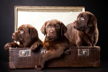 Three Puppies Of Labrador Retriever In Vintage Suitcase