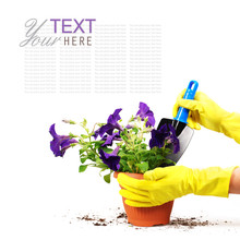 Petunias Flowers In Spot With Woman Hand