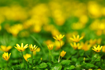 Canvas Print - yellow spring flowers