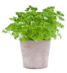 Wall Mural - Parsley plant in a flowerpot