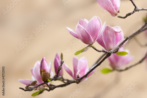 Fototapeta na wymiar beautiful magnolia