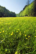Spring/summer Meadow And Forest