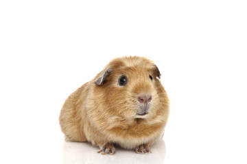 Guinea pig