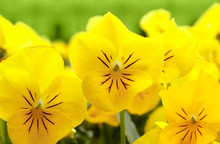 Yellow Pansy Flowers