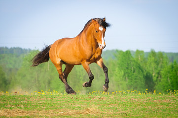 Bay horse runs gallop in summer