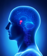 Poster - Brain anatomy  PITUITARY GLAND - cross section