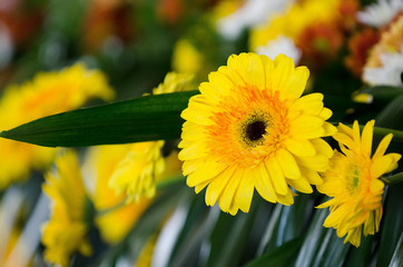 Yellow Daisy Flowers