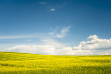 Horizon With Yellow Field