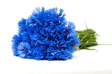 Beautiful Blue Cornflower