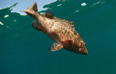 Wall Mural - Red grouper fish swimming in ocean