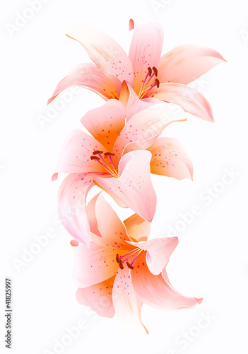 Naklejka dekoracyjna Lilies flower vector