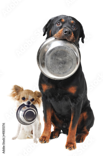 Photo rottweiler chihuahua and food bowl