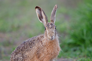 Wall Mural - Europäischer Feldhase, Brown hare, Lepus europaeus