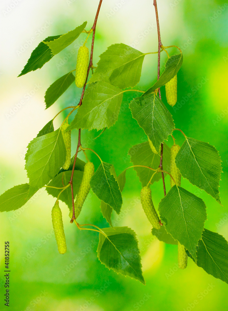 green birch leaves on green background