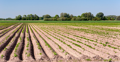 Wall Mural - Potatofield in springtime