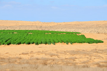 Agriculture - Growing in the Desert