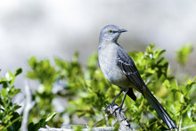 Northern Mockingbird, Mimus Polyglottos