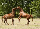 Fototapeta Konie - Stallions