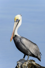 Wall Mural - brown pelican, pelecanus occidentalis
