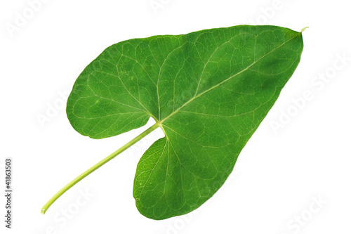 Cuadros en Lienzo Green leaf bindweed isolated on white background