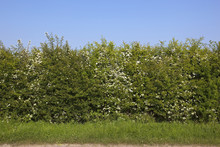 Roadside Hawthorn Hedge