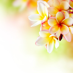 Fotoroleta tropikalny kwiat spa