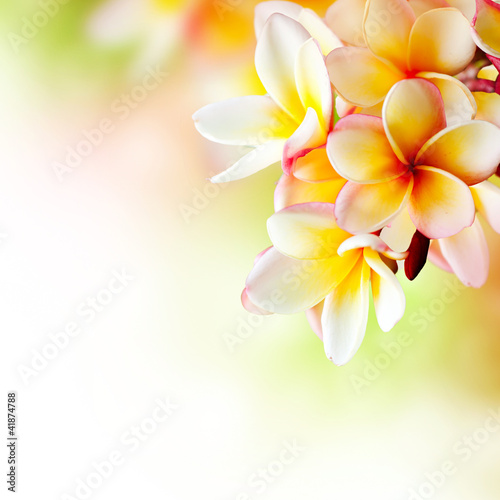 Naklejka dekoracyjna Frangipani Tropical Spa Flower. Plumeria. Border Design