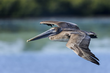 Wall Mural - brown pelican, pelecanus occidentalis