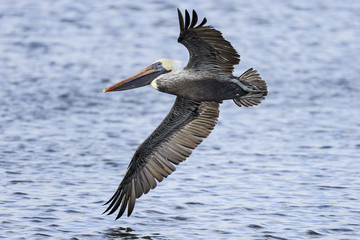 Wall Mural - brown pelican, pelecanus occidentalis