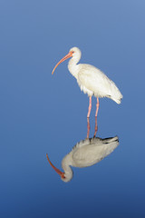 Wall Mural - american white ibis, eudocimus albus