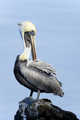 Wall Mural - brown pelican, pelecanus occidentalis