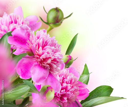 Obraz w ramie Peony Flowers Bouquet