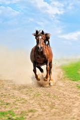 Wall Mural - horse