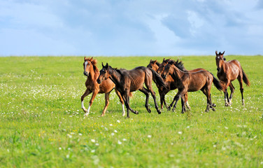 Wall Mural - horses