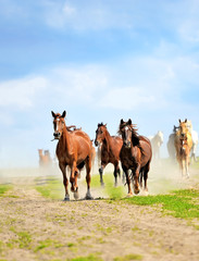 Wall Mural - horses