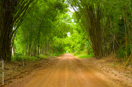 Naklejka na drzwi The walkway of bamboo