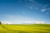 Fototapeta Do pokoju - Horizon with yellow field