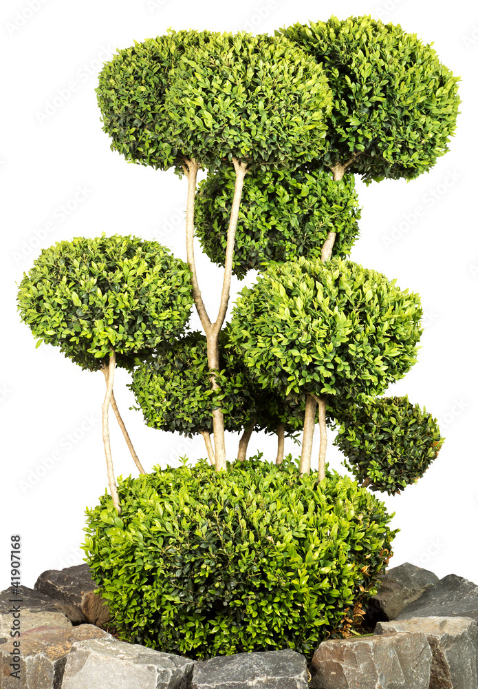 Stock-Foto „Buchsbaum mit Kugeln“