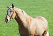 palomino hack horse in the spring field