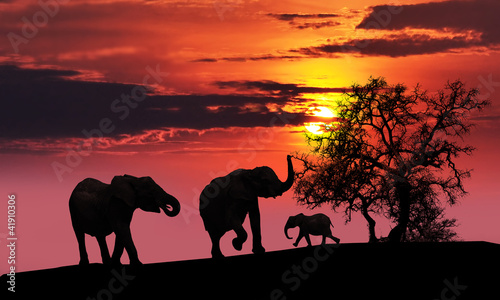 Obraz w ramie Elephant family at sunset