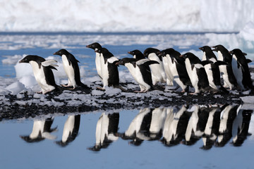 Group Adelie penguins going to the water.