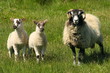 ewe with two little lambs