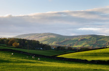 Sheep Grazing In Undulating Hillside Pasture