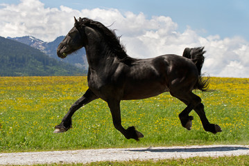 Obraz na płótnie kucyk ogier jeździectwo grzywa zwierzę