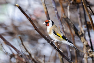 Wall Mural - goldfinch, carduelis carduelis