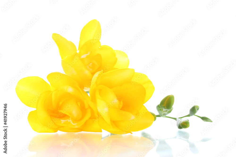 Beautiful yellow freesia isolated on white