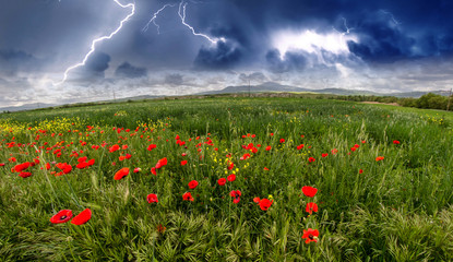 Sticker - Field of Corn Poppy Flowers Papaver in Spring