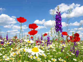 Foto zasłona łąka kwiat natura pejzaż