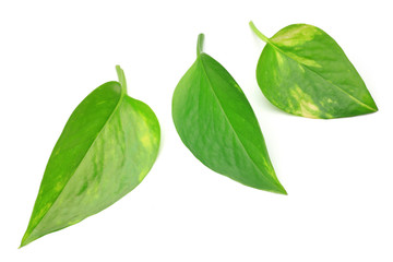 Poster - pothos